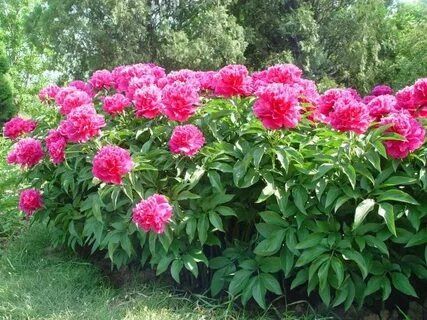 Почему ваши пионы не цветут? Узнайте ключевые причины и решения!