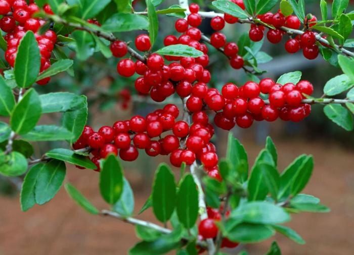 Как успешно вырастить клюкву и защитить её от болезней