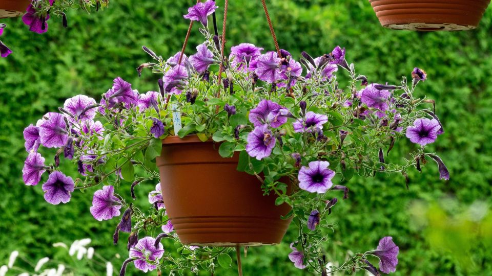 Рассада петунии зачахнет на глазах из-за одной ошибки: не делайте так