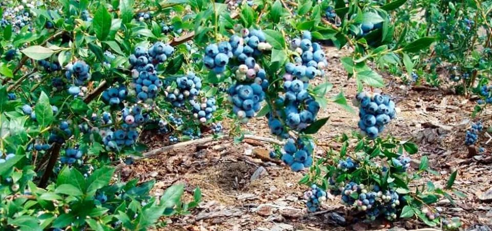 Голубика в 2025 году: чем она не перестает удивлять садоводов