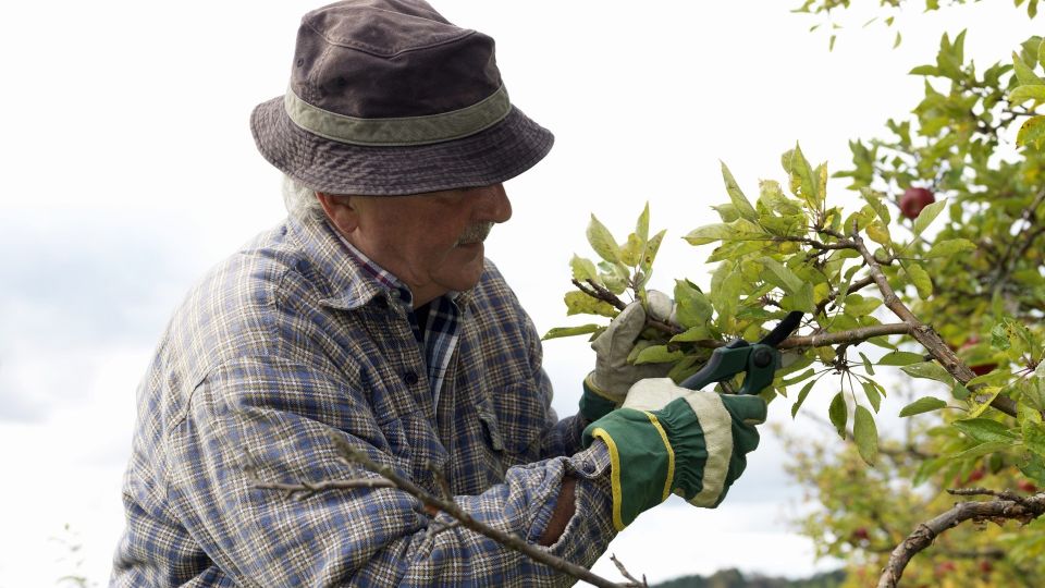 Эти деревья на участке осенью лучше не обрезать: можно остаться без урожая