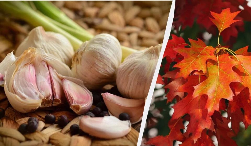 Когда и как правильно высаживать озимый чеснок в 2025 году