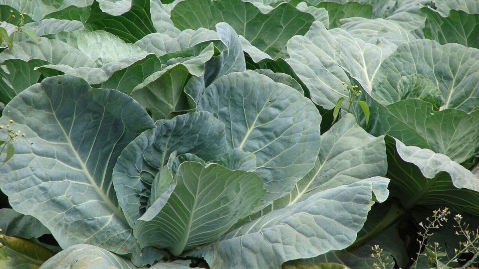 Как защитить капусту от килы: советы и хитрости огородников