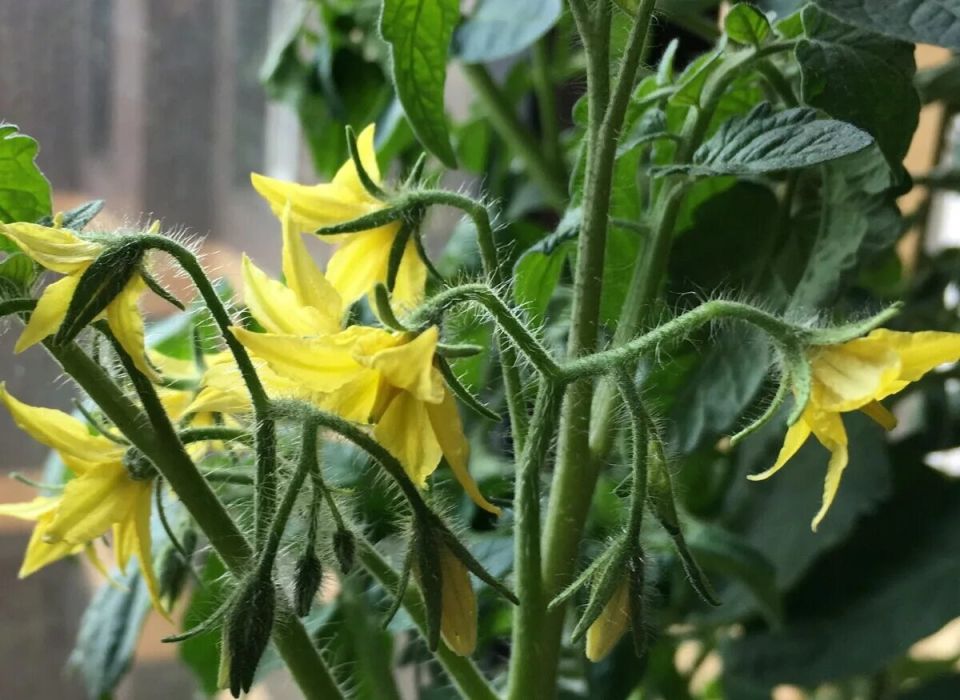 Томаты на пороге цветения: как обеспечить здоровье и богатый урожай