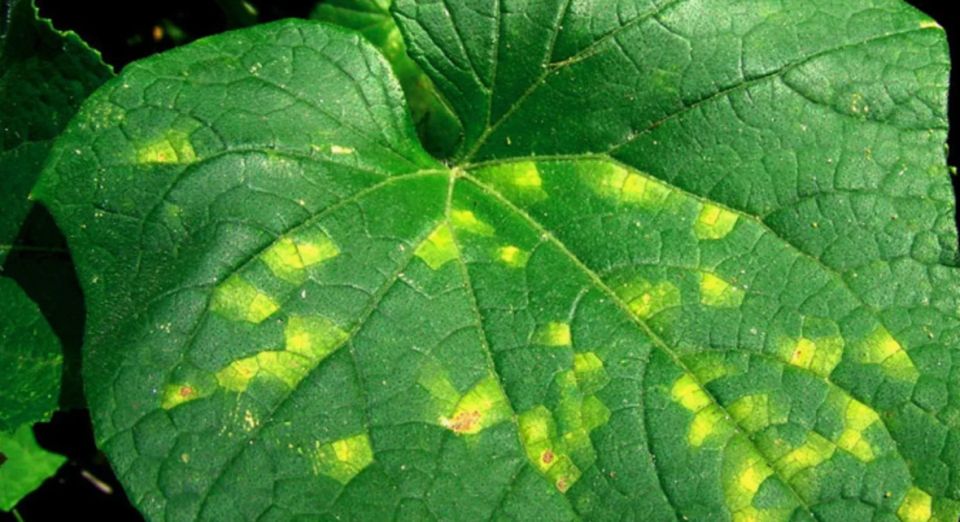 Ложная мучнистая роса: что нужно знать