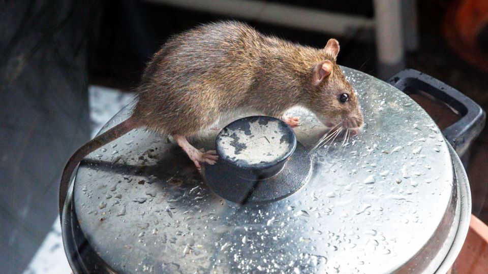 Распылите на двери и окна этот состав: мыши будут обходить дом за километр