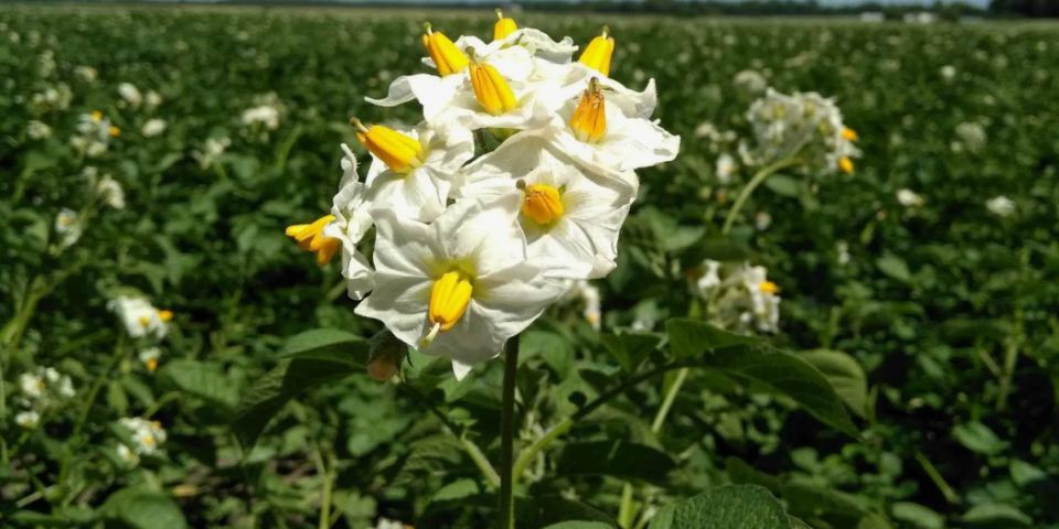 Когда цветет картофель, начинаются важнейшие работы для получения высоких результатов