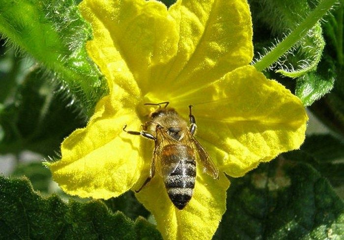 Летние секреты: как правильно подкармлить огурцы для роскошного урожая