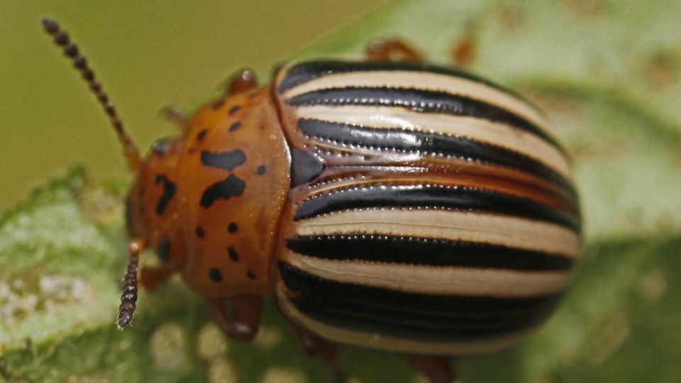 Как защитить картофель от колорадского жука: эффективные методы и советы