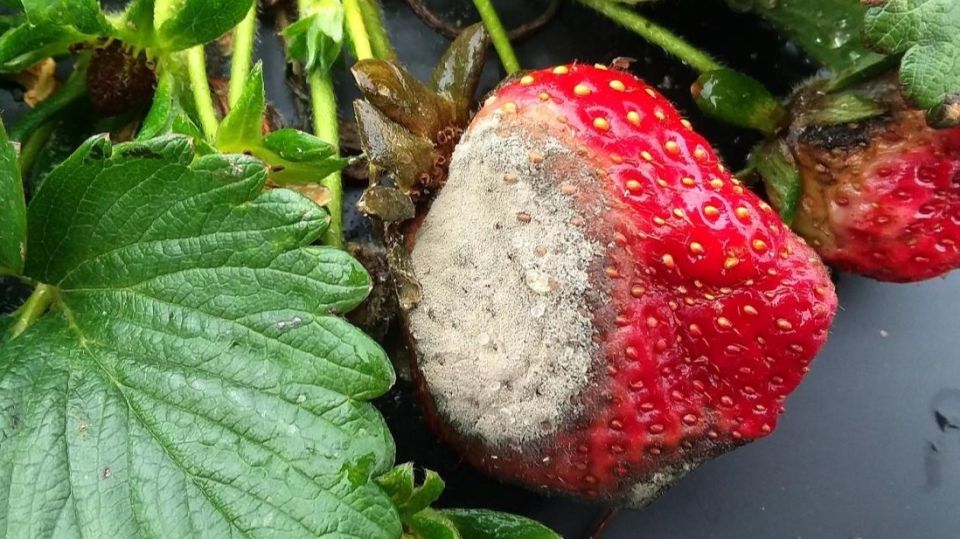 Как спасти урожай клубники от слизней и гнили: эффективные секреты мульчирования