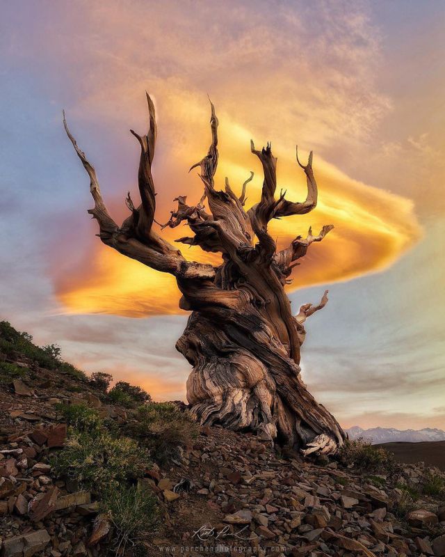 Сосна, наблюдающая за историей человечества: тайны многотысячелетнего дерева