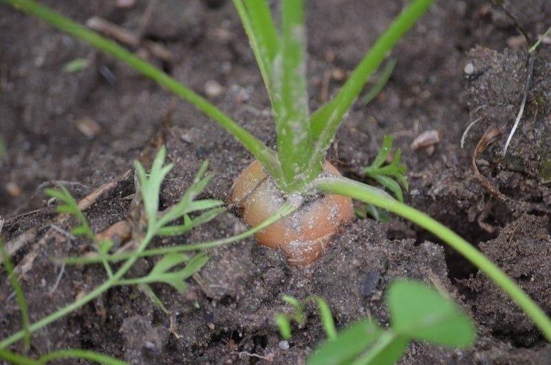 Секреты успешного сбора сладкой моркови в августе