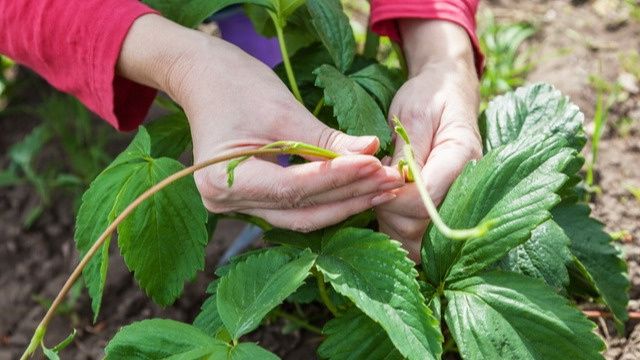 Как легко размножить клубнику: секреты успешного укоренения усов