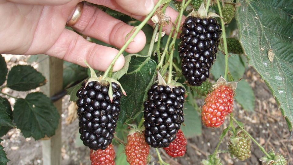 Секреты успешного огорода: почему стоит вырастить ежемалину и земклубнику