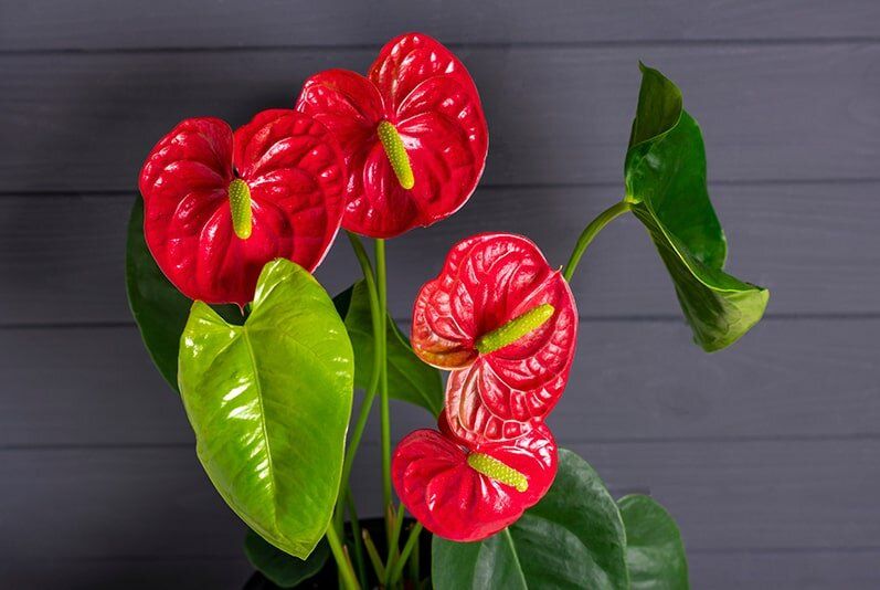 Уход за антуриумом: советы для создания тропического уголка