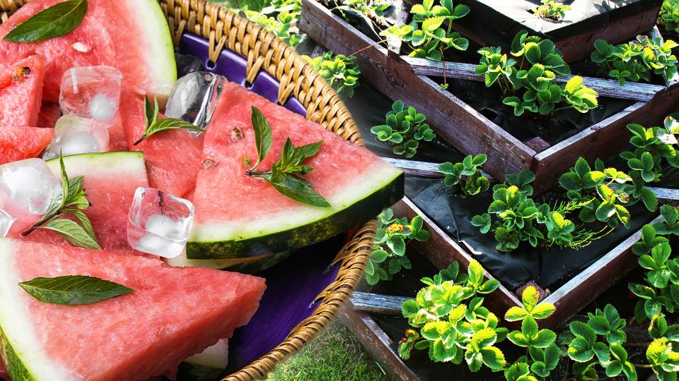 Арбузные корки — это не отходы, а настоящее золото для огородников: бесплатное удобрение для богатого урожая