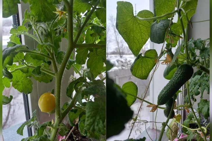 Как жительница Краснозерского выращивает овощи в зимний период: секреты мини-огорода на подоконнике