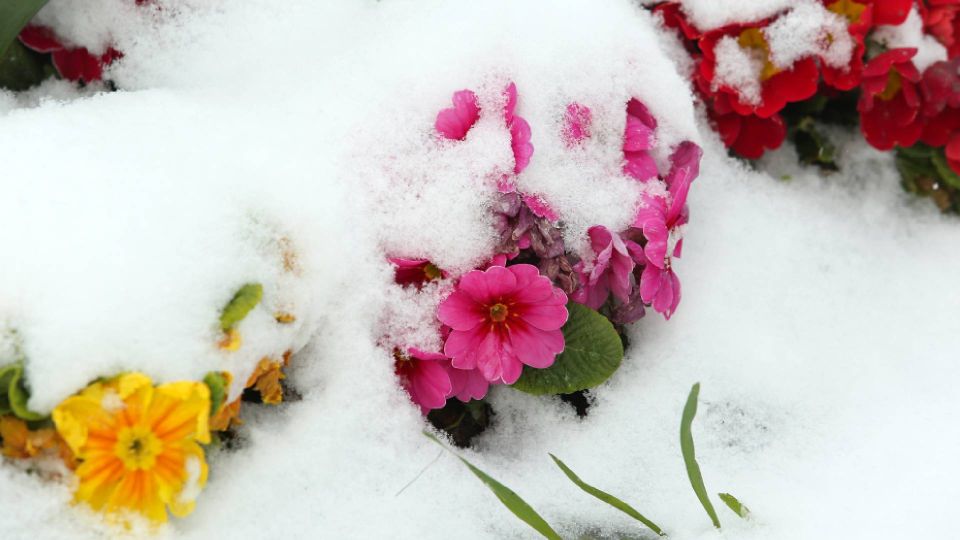 Вот когда нужно сеять однолетники под зиму: промахнетесь со сроками — пиши пропало