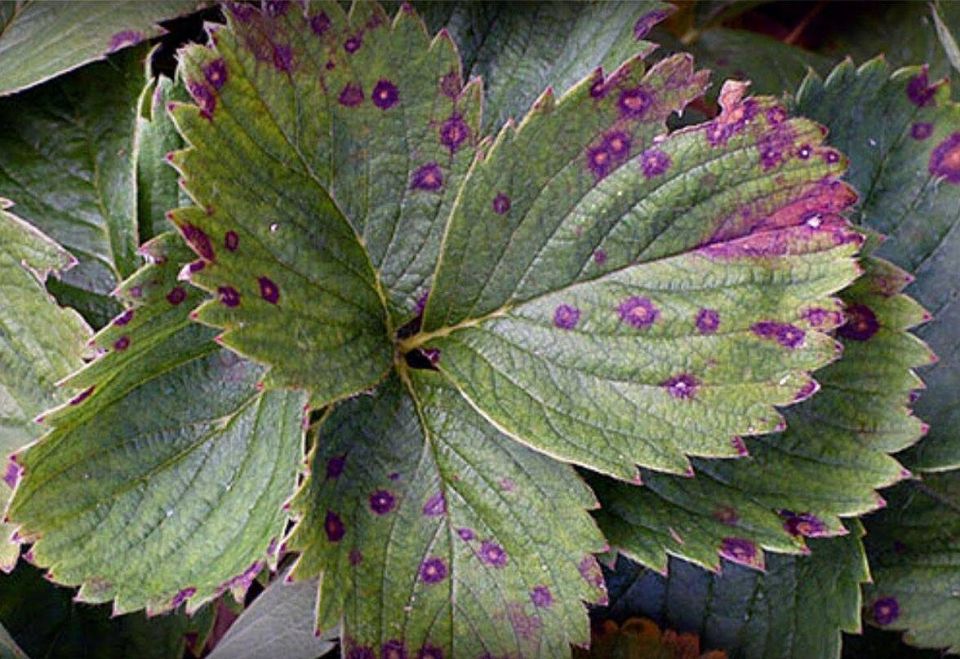 Как быстро победить бурую пятнистость земляники: Советы агрономов