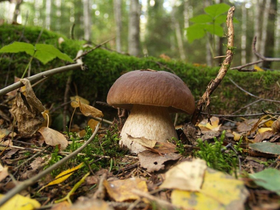 Грибные опасности: как избежать отравления на природе