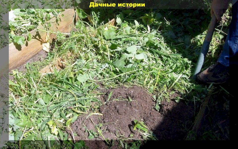 Двойная сидерация против компоста: что быстрее восстановит плодородие вашей почвы?