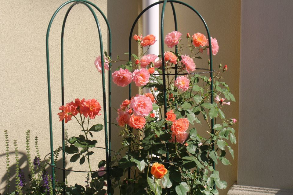 Сравнение плетистых роз: Ali Baba и Above All – кто станет фаворитом?