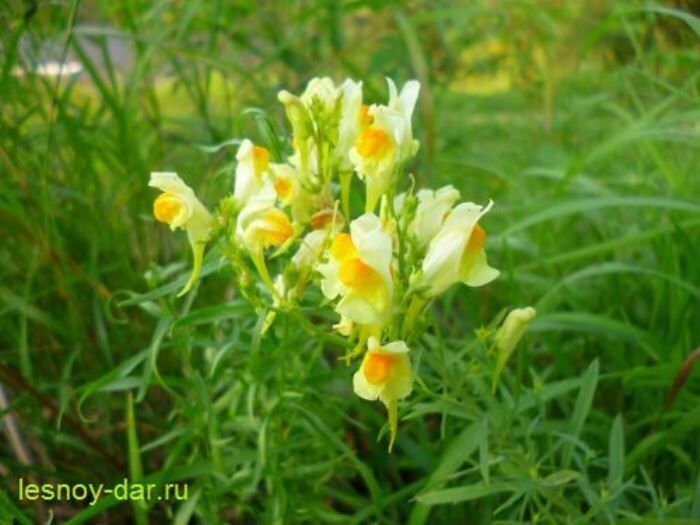 Льнянка обыкновенная: удивительное растение с множеством свойств