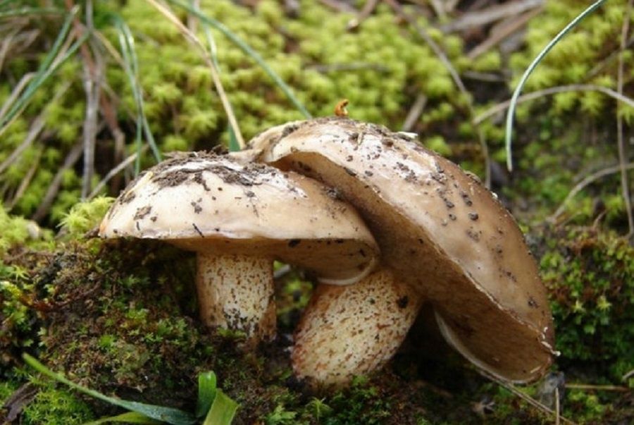 Как легко отмыть руки после сбора маслят