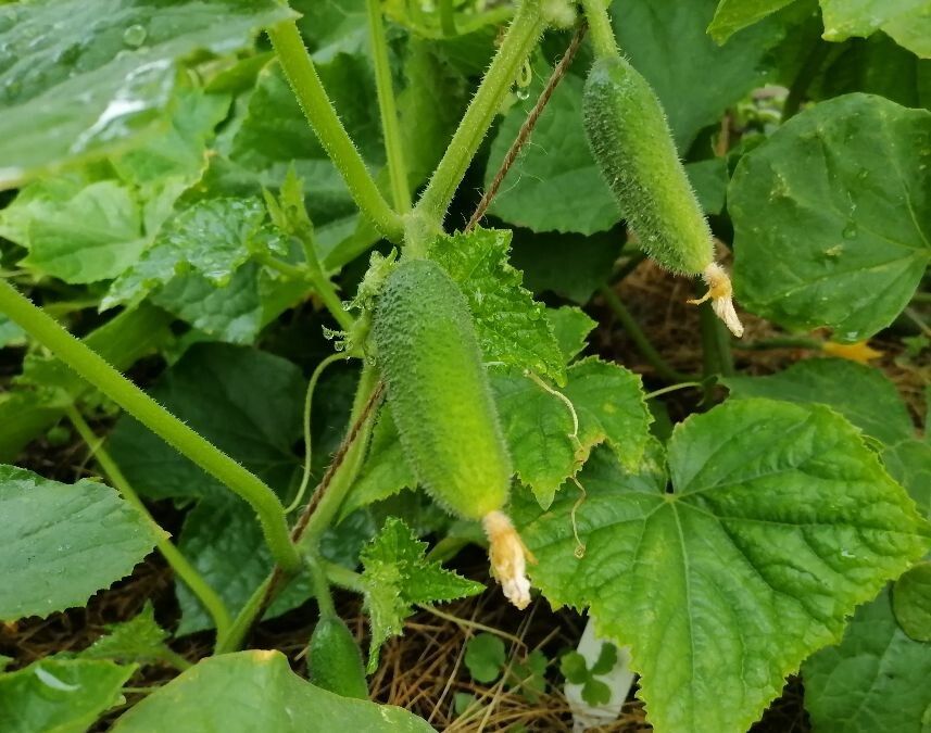 Советы по высадке огурцов в открытый грунт в июне 2025 года: все, что нужно знать