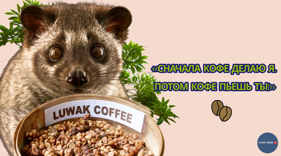 Какие удивительные дары привозят бортпроводники из своих путешествий?