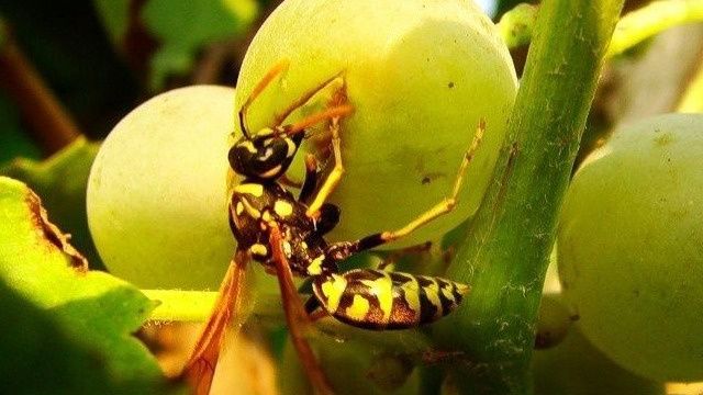Как защитить виноград от ос: стильные и эффективные способы