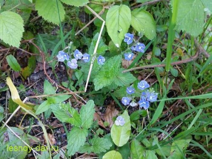Вероника: загадочные синевы флоры и ее целебные свойства
