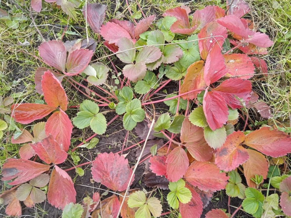 Как подготовить садовую землянику к зиме: важные советы для успешного ухода