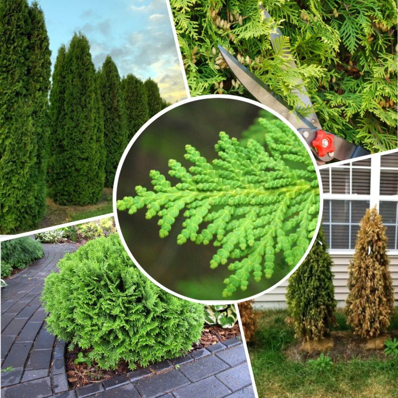 Туя в вашем саду: 5 распространенных ошибок в уходе, которые легко избежать