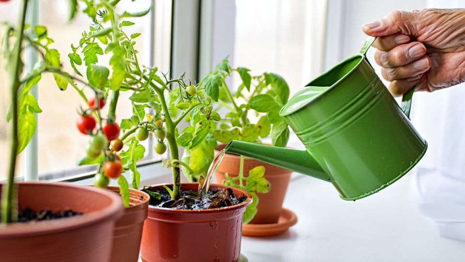 Выращивание помидоров зимой на подоконнике: секреты успеха