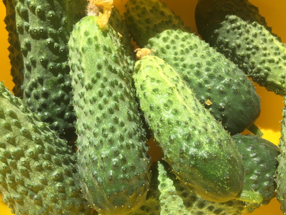 Как быстро вернуть огурцам жизнь: секретная дрожжевая подкормка