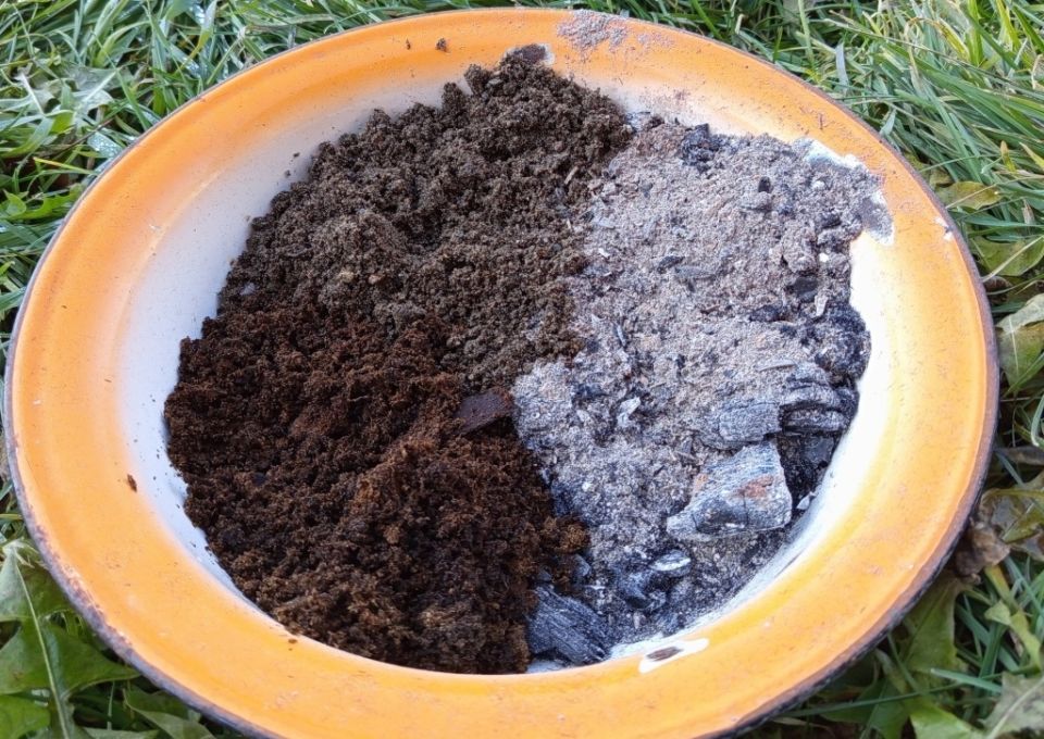 Зольные ванны для кур: секреты здоровья и красоты перьев