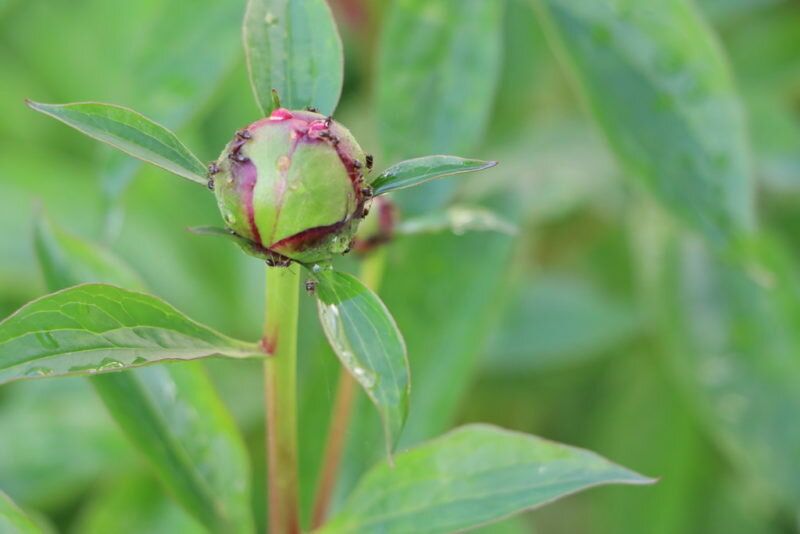 Как защитить пионы от нашествия муравьев: эффективные стратегии и средства