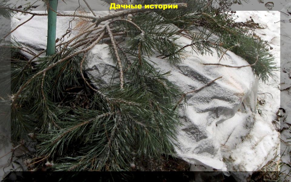 Как подготовить клематисы к зиме: простые советы для успешной зимовки