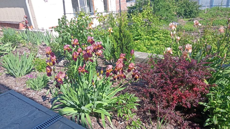 Успех в садоводстве: секреты осенней обрезки травянистых многолетников