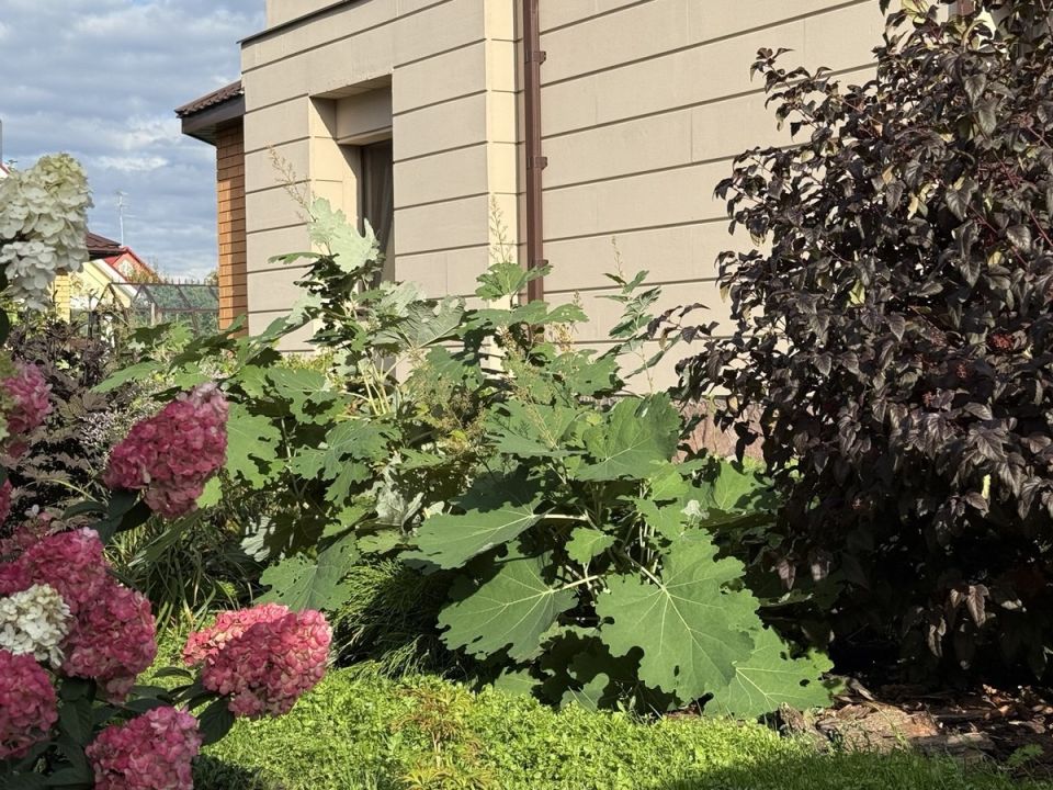 Маклейя: зеленая красавица с характером и неожиданными сюрпризами