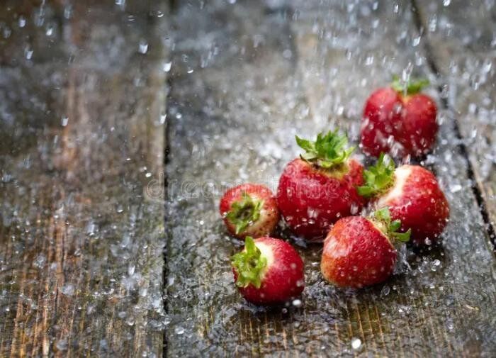 Почему лучше собирать урожай до дождя