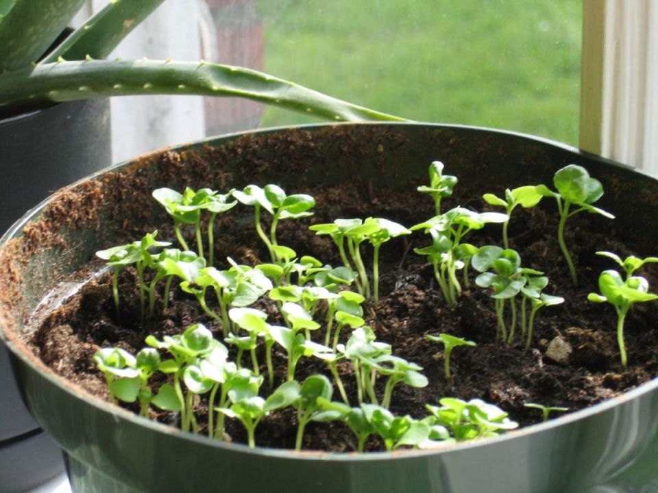 Как закалить рассаду и укрепить её иммунитет: секреты успешного урожая