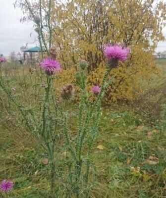 Чертополох: чудодейственное средство для здоровья и красоты