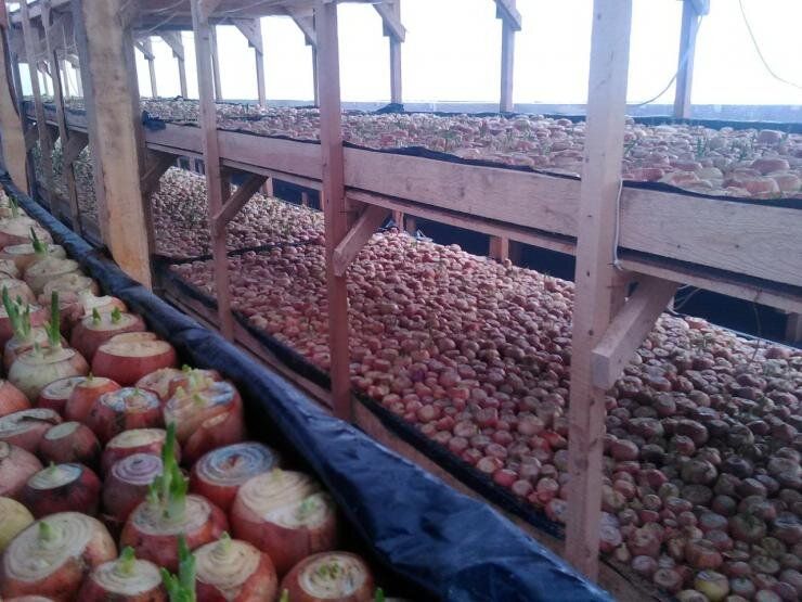 Как добиться успешной выгонки лука на перо в зимней теплице