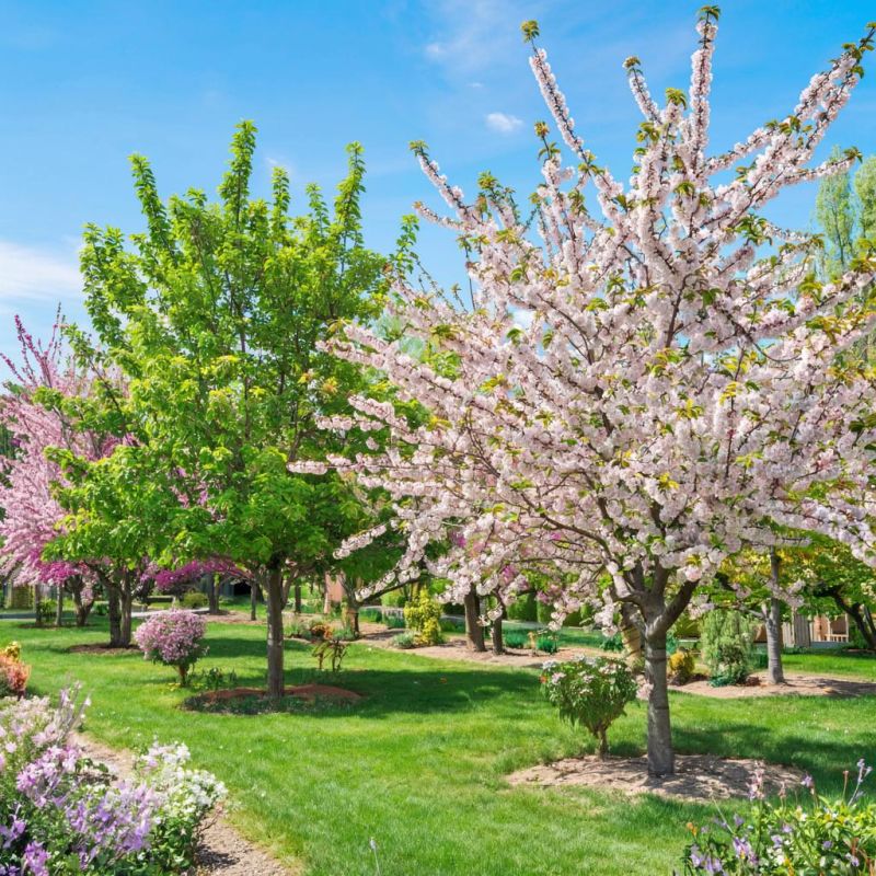 Распространение монилиоза: опасность для вишни и сливы