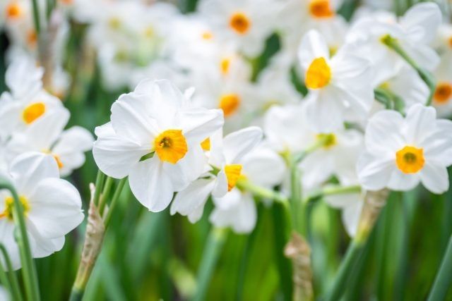 ������ �������� �������� ��������� ������������ �� ���������� ����������