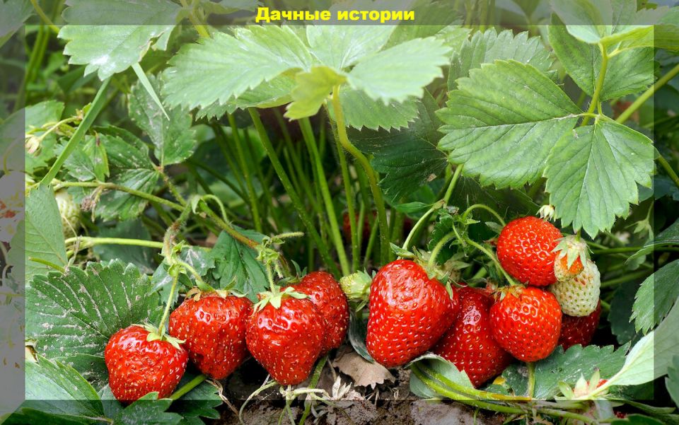 Декабрь: время для посевов и зелени на подоконнике