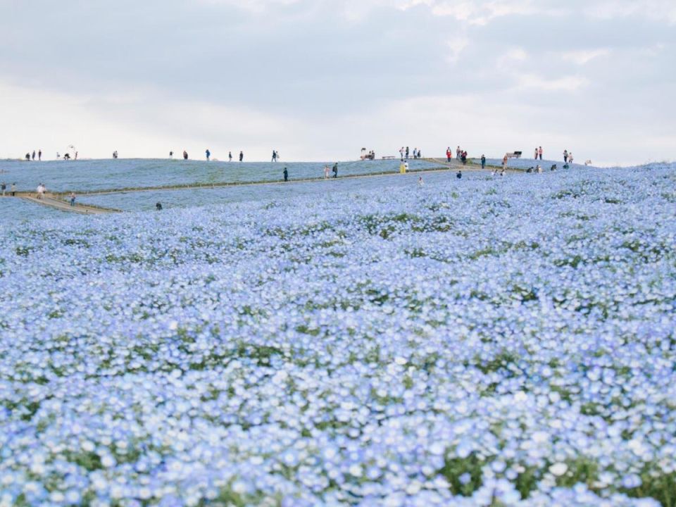 Лён: истинный союзник вашего сада с множеством скрытых преимуществ