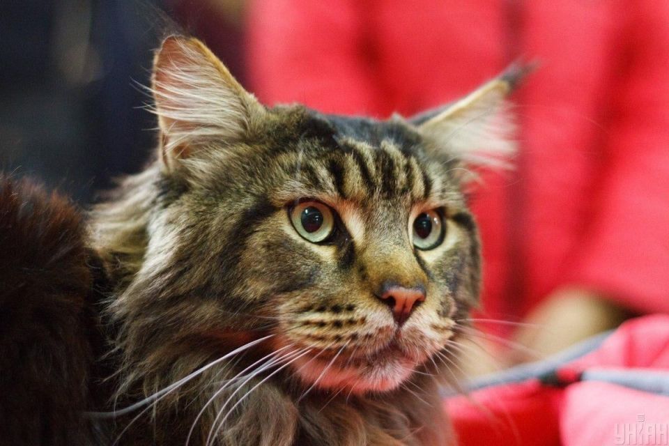 ������ ���� ���������: 5 ����������� ������